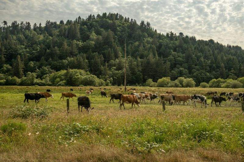 Ganadería Sierra del Valle 15