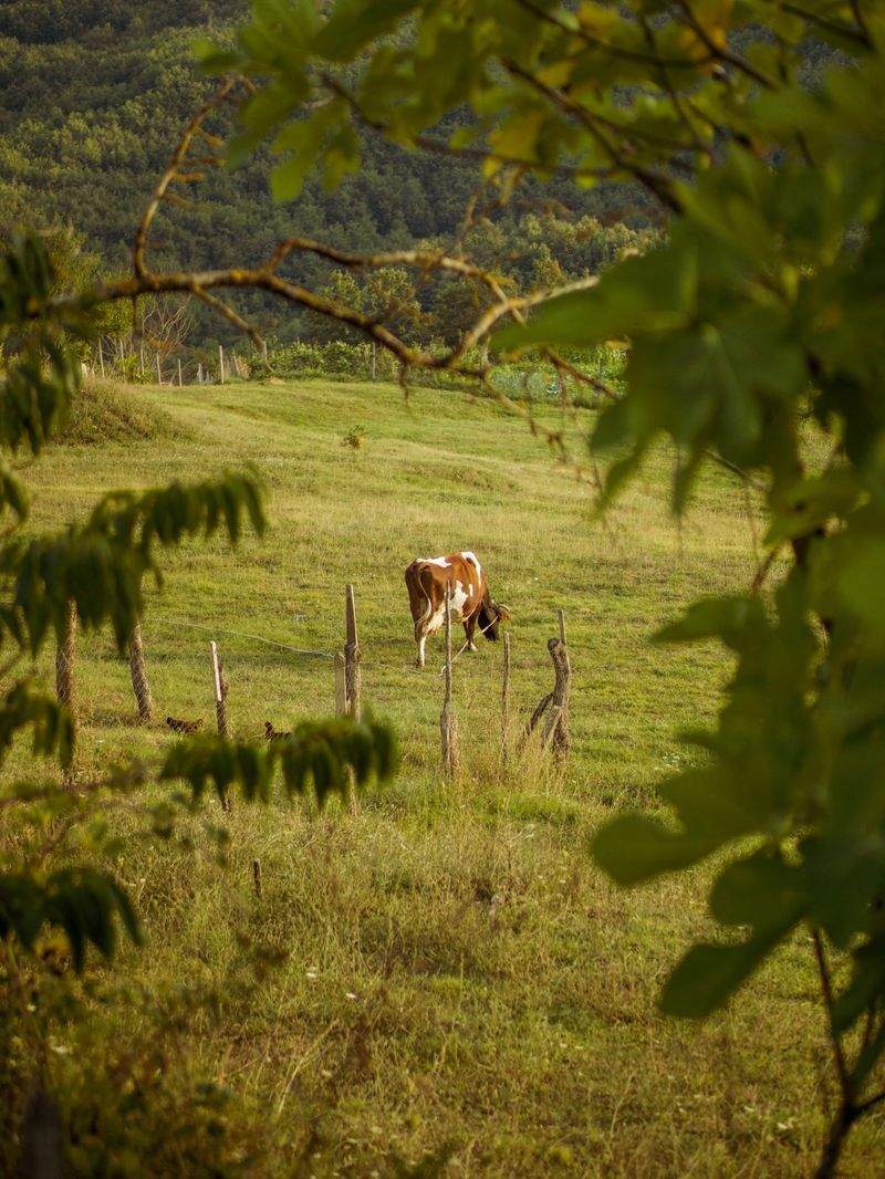Ganadería Sierra del Valle 7